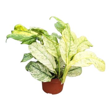 Rhaphidophora puberula 'Variegata'