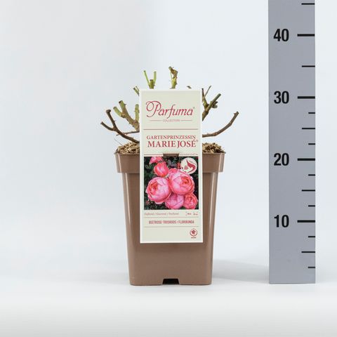 Rosa GARTENPRINZESSIN MARIE-JOSÉ