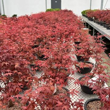 Acer palmatum 'Deshôjô'