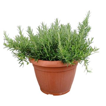 Rosmarinus officinalis 'Prostratus'