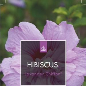 Hibiscus syriacus LAVENDER CHIFFON