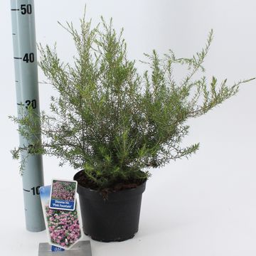 Diosma hirsuta 'Pink Fountain'