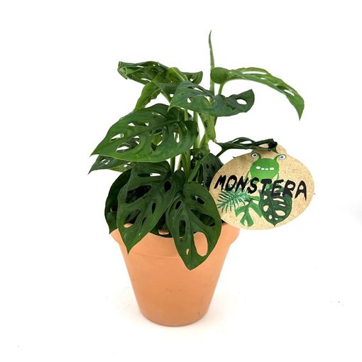 Monstera obliqua