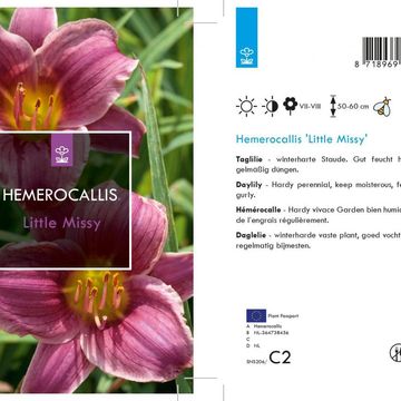 Hemerocallis 'Little Missy'