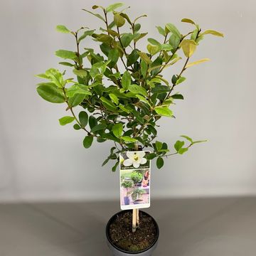 Magnolia laevifolia GAILS FAVOURITE