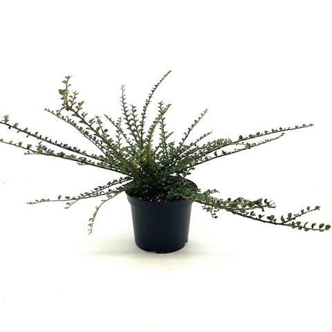 Cotoneaster horizontalis