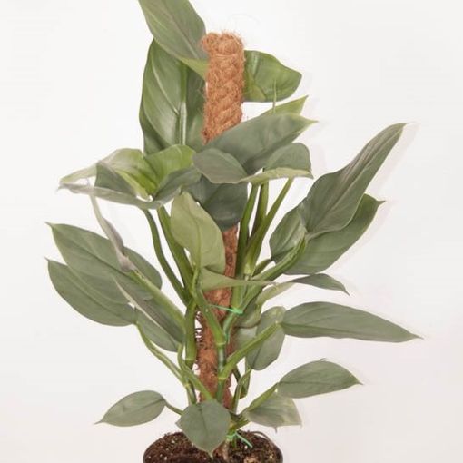 Philodendron 'Silver Queen' (Ammerlaan, The Green Innovater)