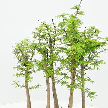 Pseudolarix amabilis