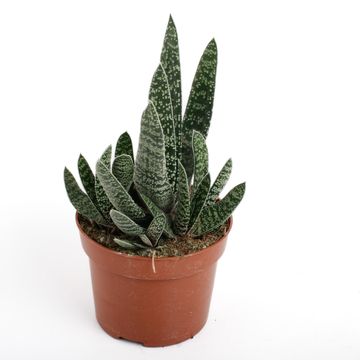 Gasteria carinata 'Big Ben'