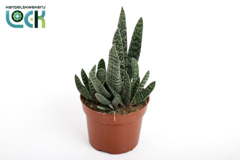Gasteria carinata 'Big Ben'