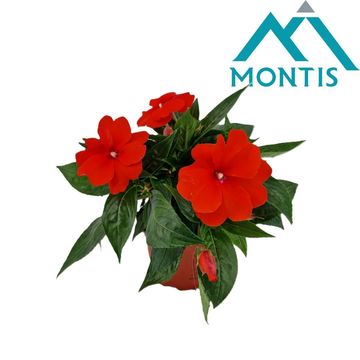 Impatiens COLORPOWER ORANGE RED