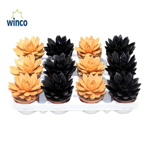 Echeveria agavoides PAINT HALLOWEEN