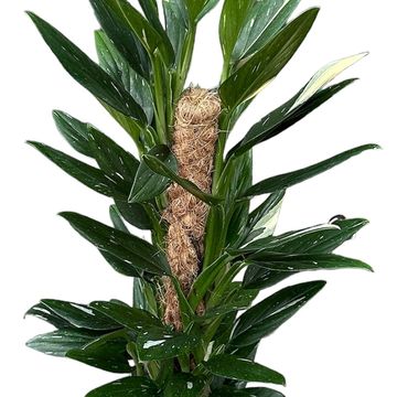 Monstera standleyana 'Variegata'