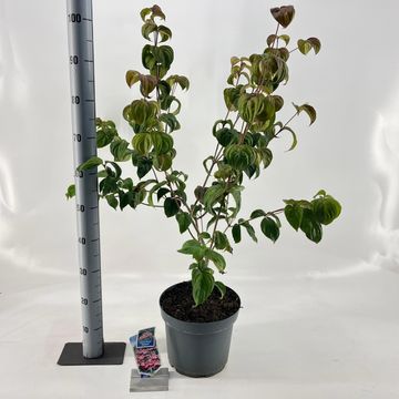 Cornus kousa 'Satomi'