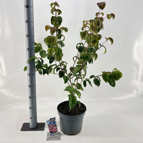 Cornus kousa 'Satomi'