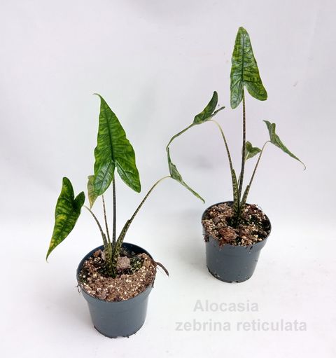 Alocasia zebrina 'Reticulata'