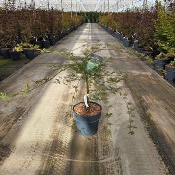 Acer palmatum 'Emerald Lace'