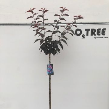 Prunus serrulata 'Royal Burgundy'