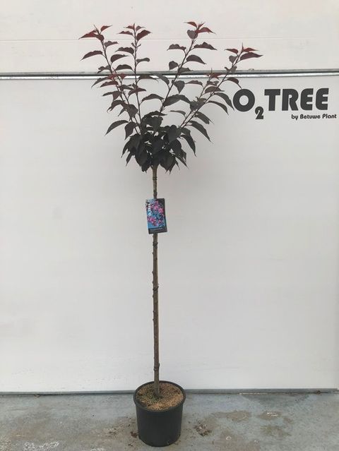 Prunus serrulata 'Royal Burgundy'