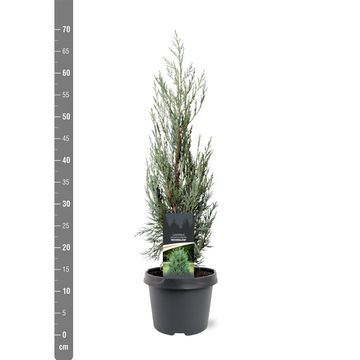 Juniperus scopulorum 'Moonglow'