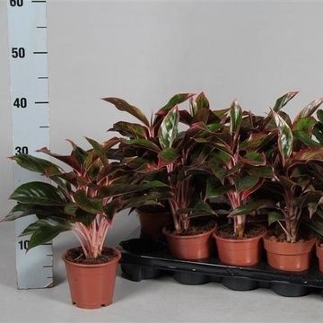 Aglaonema CRETE