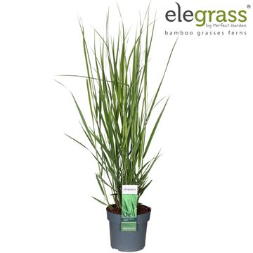 Panicum virgatum 'Northwind'