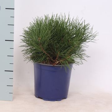 Pinus mugo pumilio