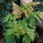 Dryopteris erythrosora