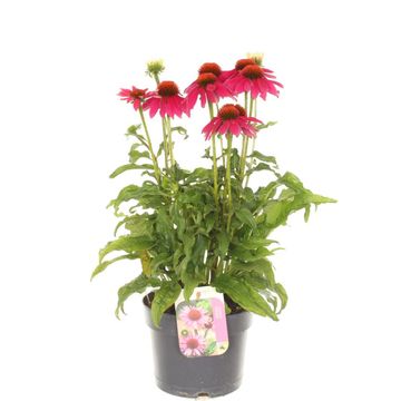 Echinacea LAKOTA ROSE