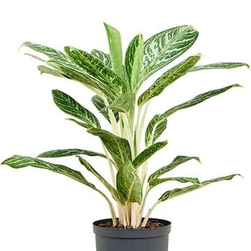 Aglaonema 'Madonna'