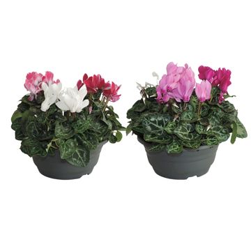 Cyclamen SUPER SERIE VERANO MIX