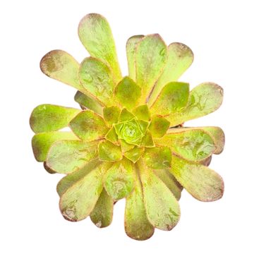x Semponium 'Lenna'
