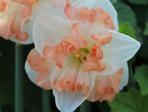 Narcissus 'Cassanova'