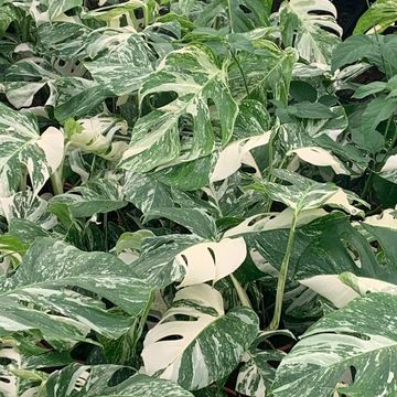 Monstera deliciosa 'Variegata'