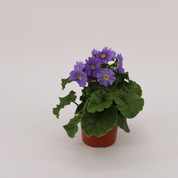 Primula obconica SWEET KISSES AMORE DARK BLUE