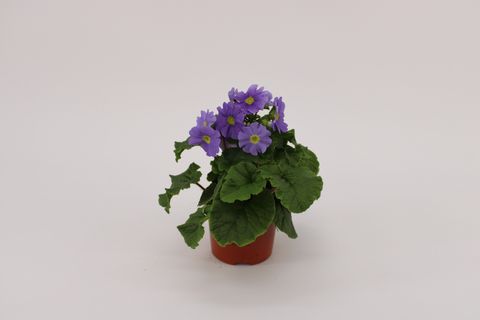 Primula obconica SWEET KISSES AMORE DARK BLUE