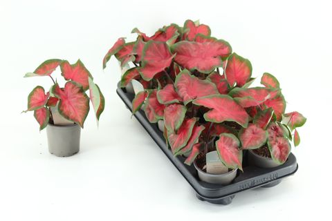 Caladium 'Royal Flush'