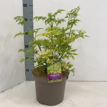 Sambucus nigra GOLDEN TOWER