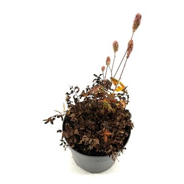 Sanguisorba officinalis 'Pink Tanna'