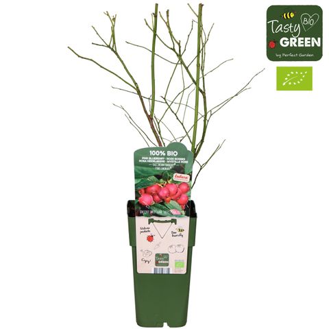 Vaccinium corymbosum 'Pink Lemonade'