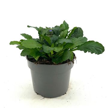 Ajuga reptans