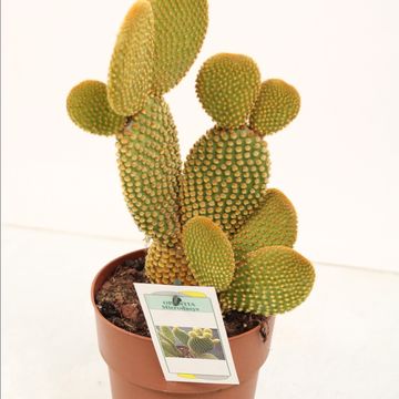 Opuntia microdasys pallida