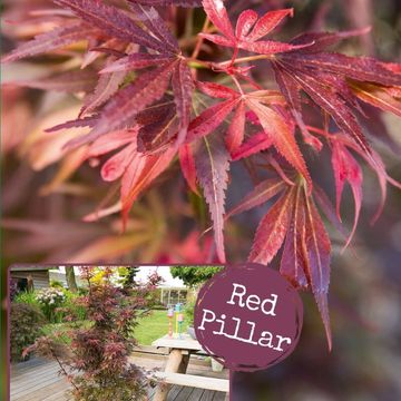Acer palmatum 'Skeeter's Broom'