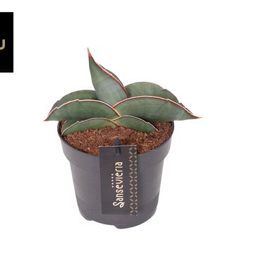 Sansevieria 'Almond Silver Sweet'