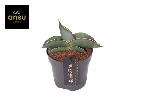 Sansevieria 'Almond Silver Sweet'