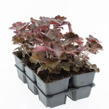 Heuchera micrantha 'Palace Purple'