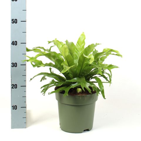 Asplenium nidus 'Crissie'