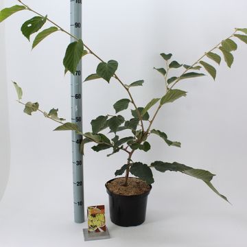 Hamamelis x intermedia 'Pallida'