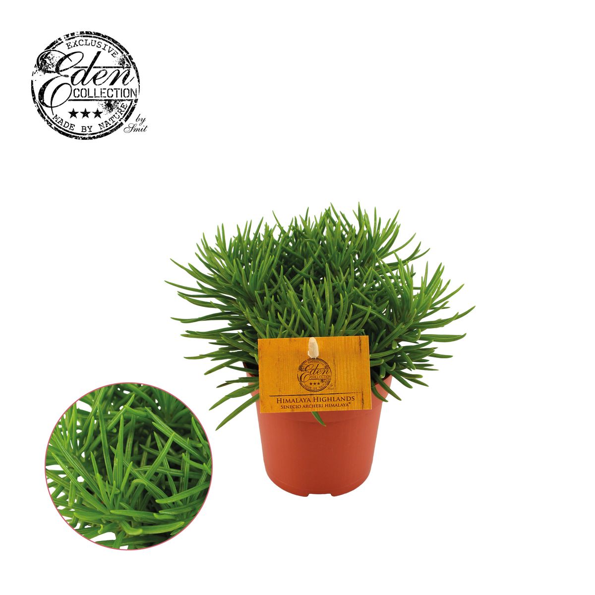 Senecio archeri 'Himalaya'  Plant Wholesale FlorAccess