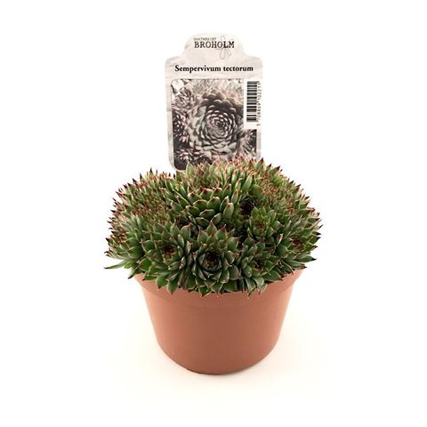 Sempervivum tectorum